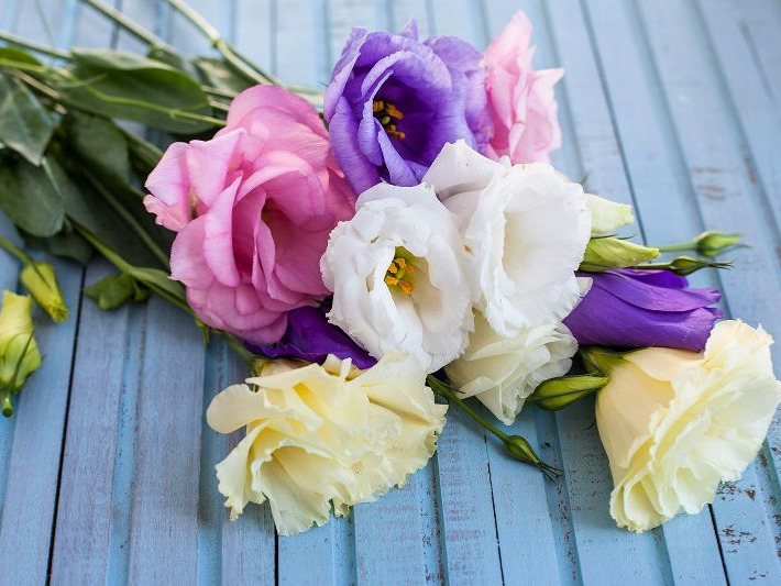 Vpliv cvetja na naše počutje